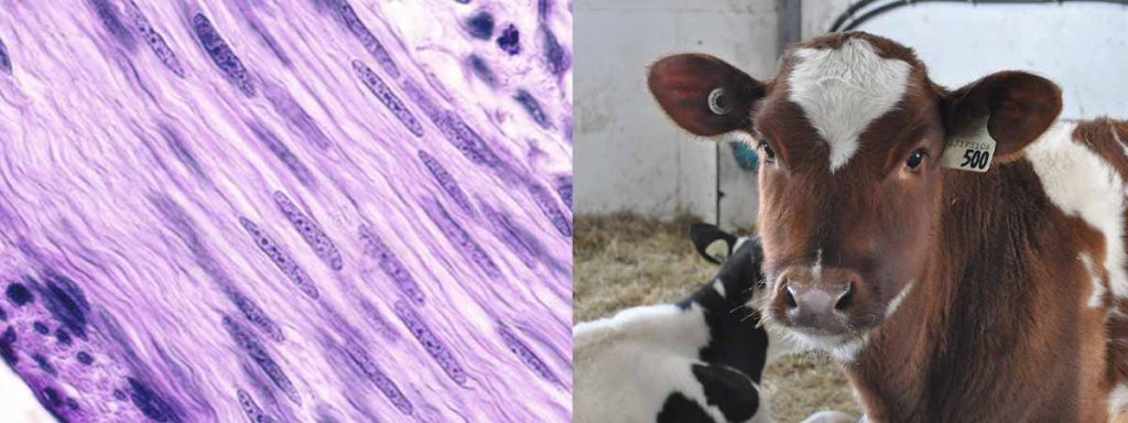 what-is-a-somatic-cell