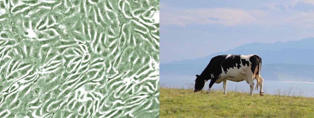 what-is-somatic-cell