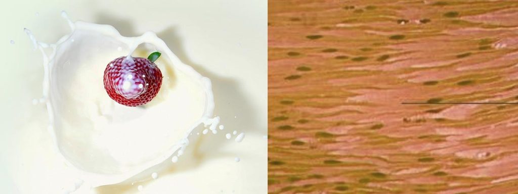 best-antibiotic-for-mastitis-in-cows