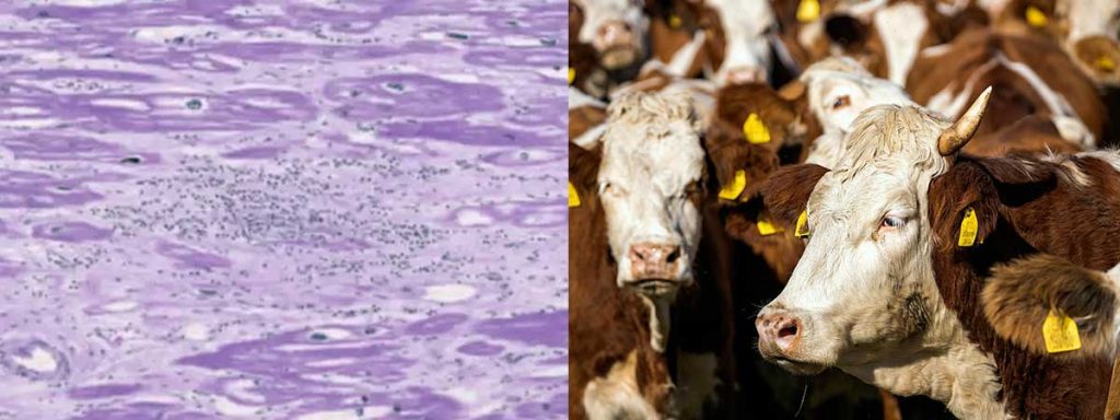 different-types-of-cows