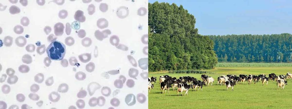 how-to-measure-milk-quality