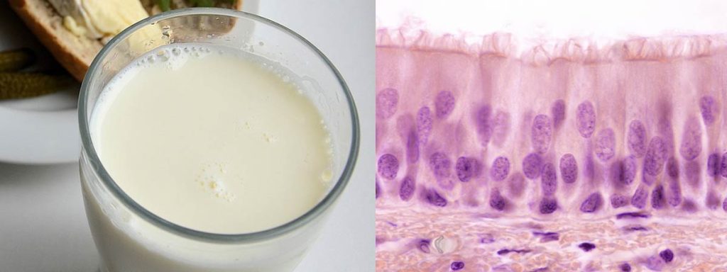 somatic-cells-vs-gamete-cells