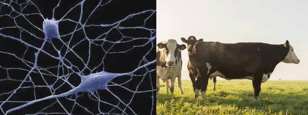 how-do-you-count-cows