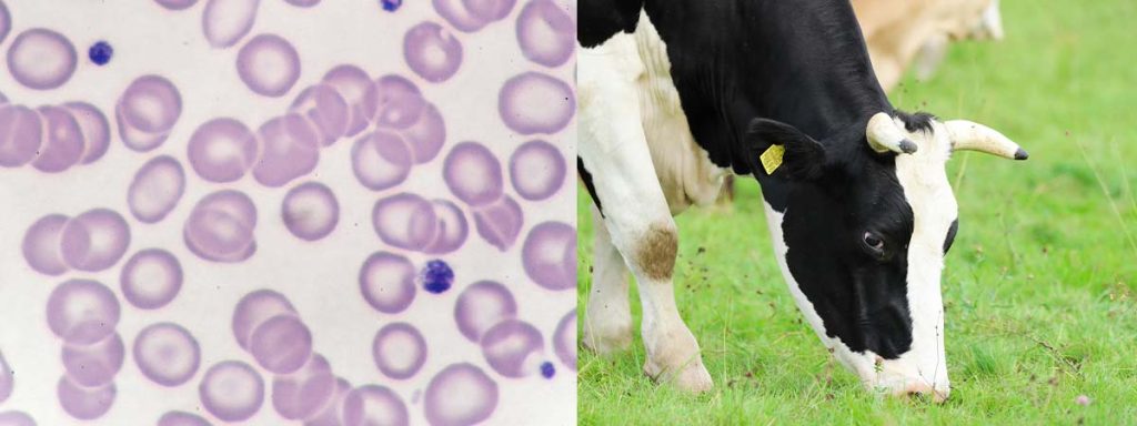 how-to-quer-scc-in-dairy-cows