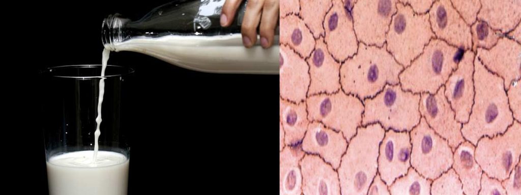 legal-limit-of-somatic-cells-in-cow-milk