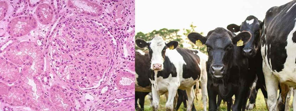 what-causes-high-scc-in-cows
