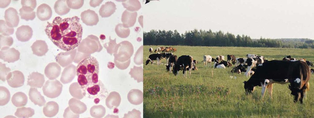 what-does-scc-stand-for-in-cows