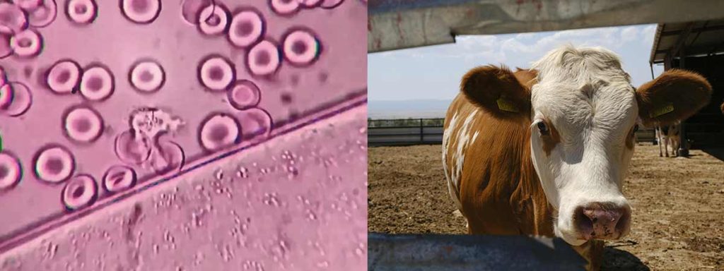 what-is-scc-in-dairy-cows