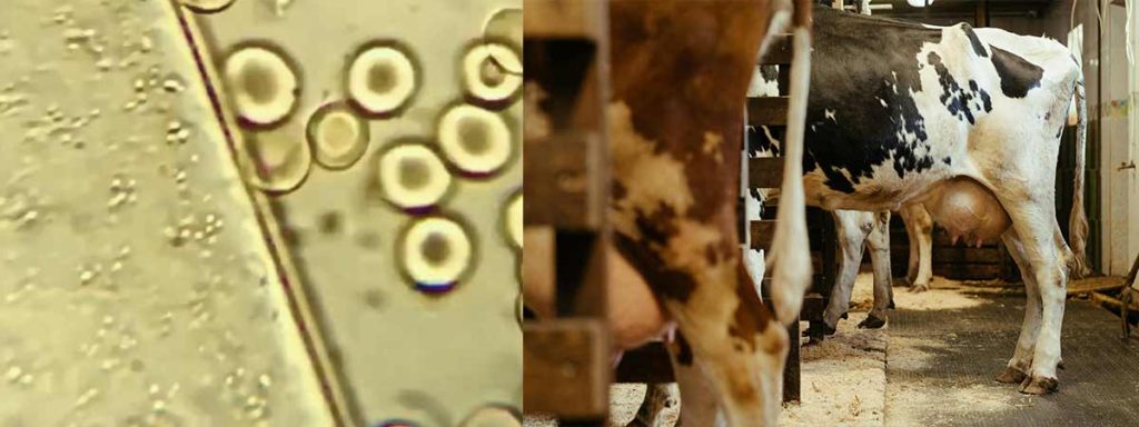 clinical-mastitis-vs-subclinical