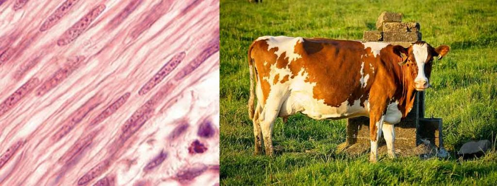 how-to-detect-mastitis-in-cows