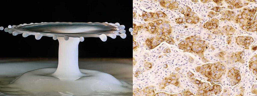 legal-limit-of-somatic-cells-in-milk