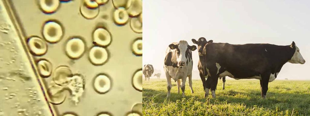 mastitis-in-cows