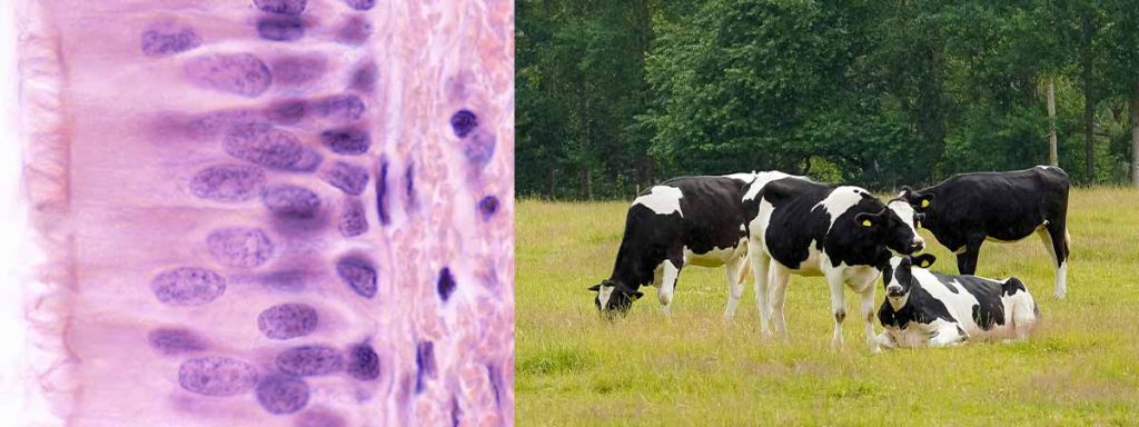 mastitis-symptoms-cows