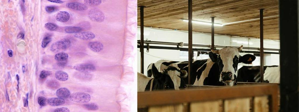 milk-somatic-cells-america