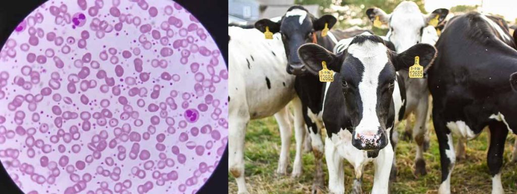 somatic-cell-count-in-mastitis-milk