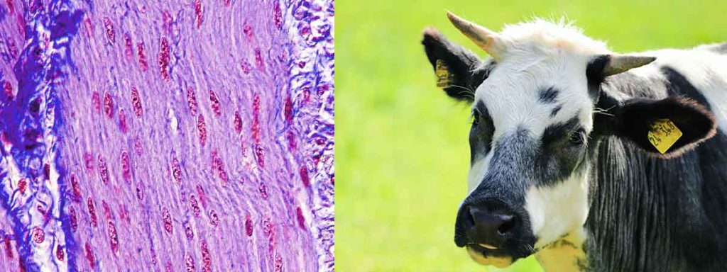 somatic-cell-definition-in-milk