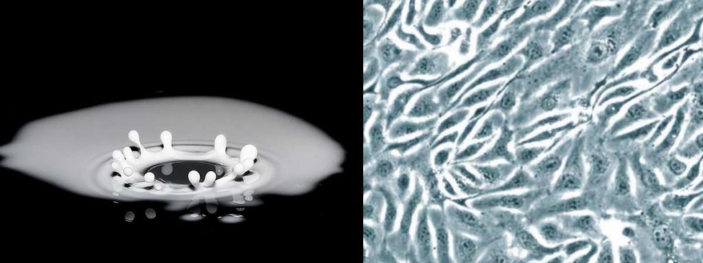 somatic-cell-standard-for-dairy-milk