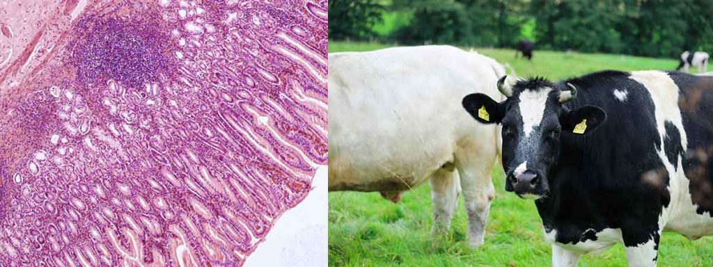 somatic-cells-in-milk-canada