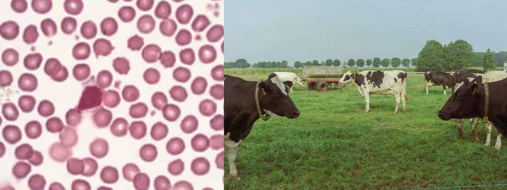 somatic-cells-in-milk-nature-and-action