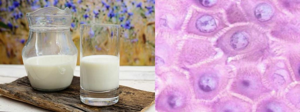 somatic-cells-in-milk-production