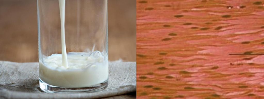 somatic-cells-in-milk-relative-to-infection-in-animal