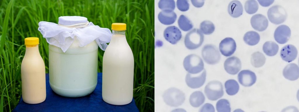 somatic-cells-in-milk-uk