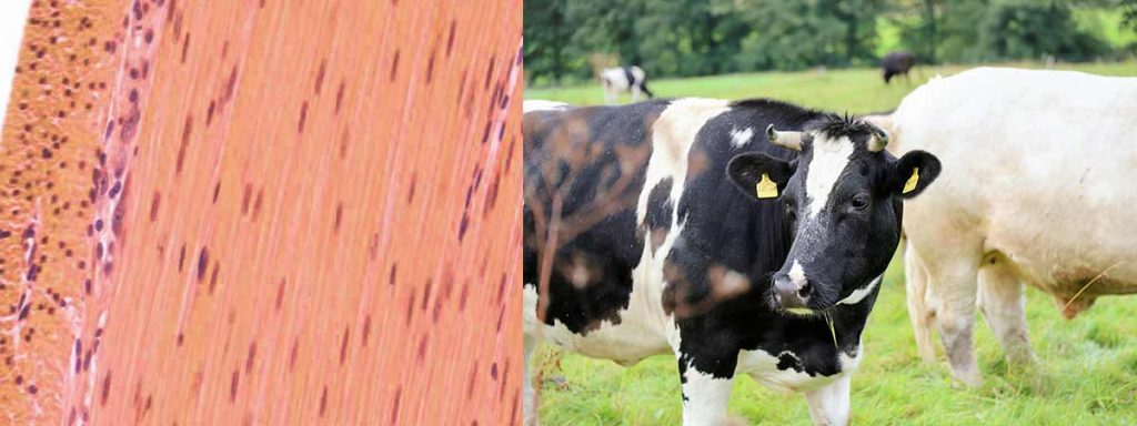 subclinical-mastitis